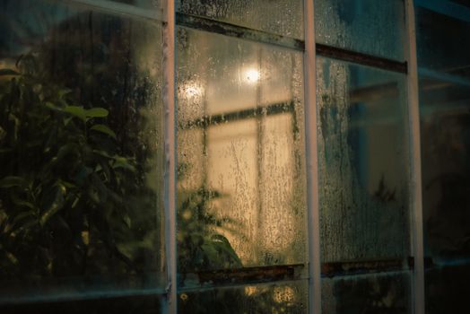 pexels photo 18816025 18816025 A nighttime view of a mysterious greenhouse with rain-soaked windows and dim lights.