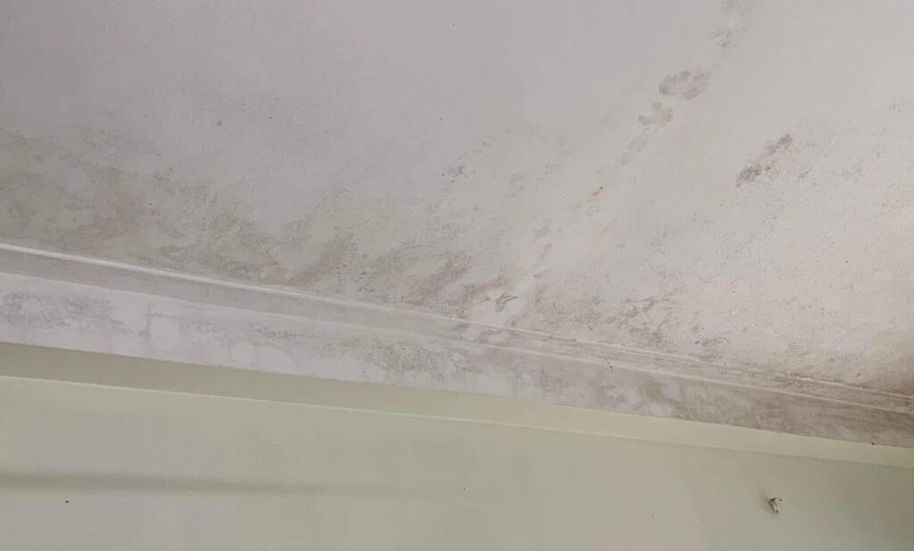 mould